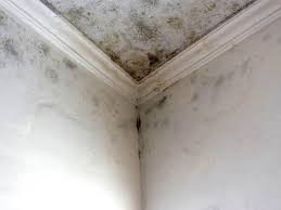 Best Forensic Mold Investigation in , VA