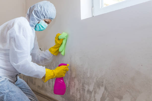 Best Environmental Consulting for Mold Prevention in , VA